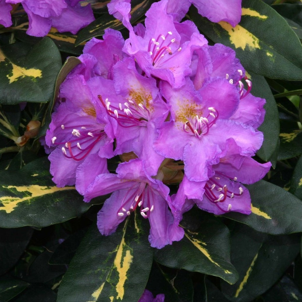 Rhododendron – Rhododendron 'Goldflimmer' - C5 30-40 CM