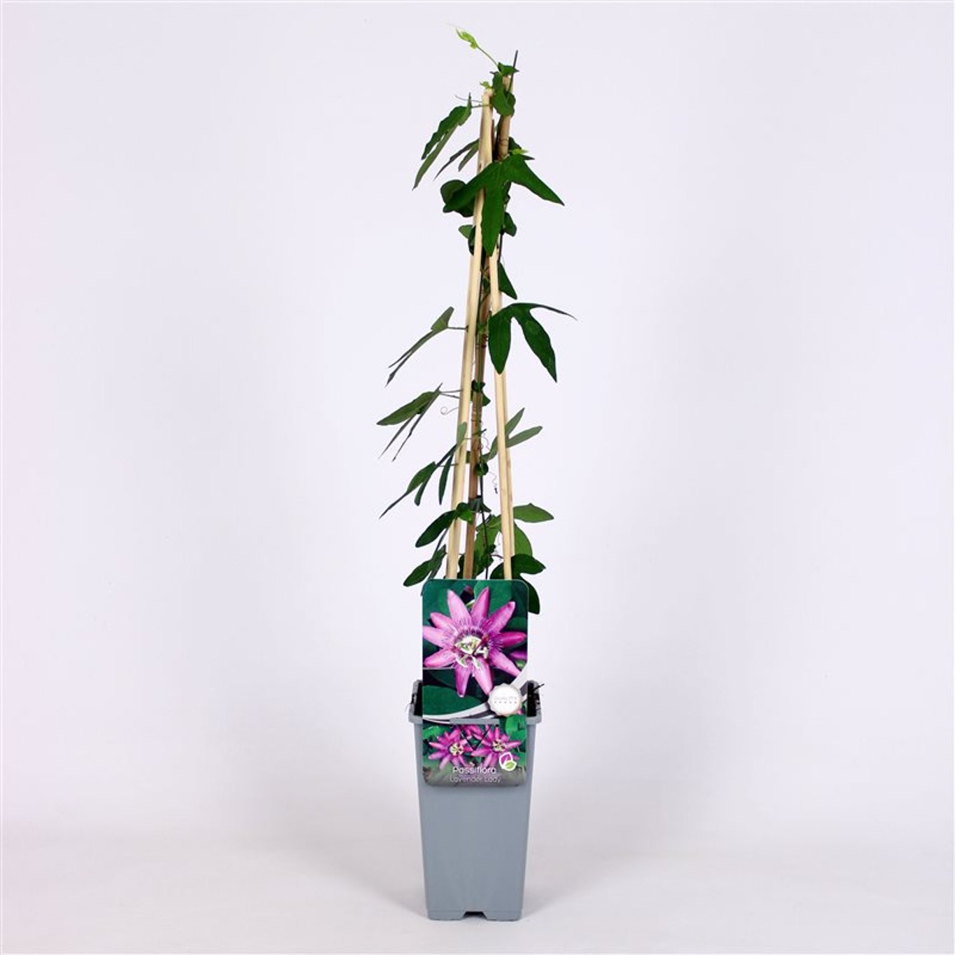 Passionsblomma – Passiflora caerulea 'Lavender Lady' - C2 70/+ CM