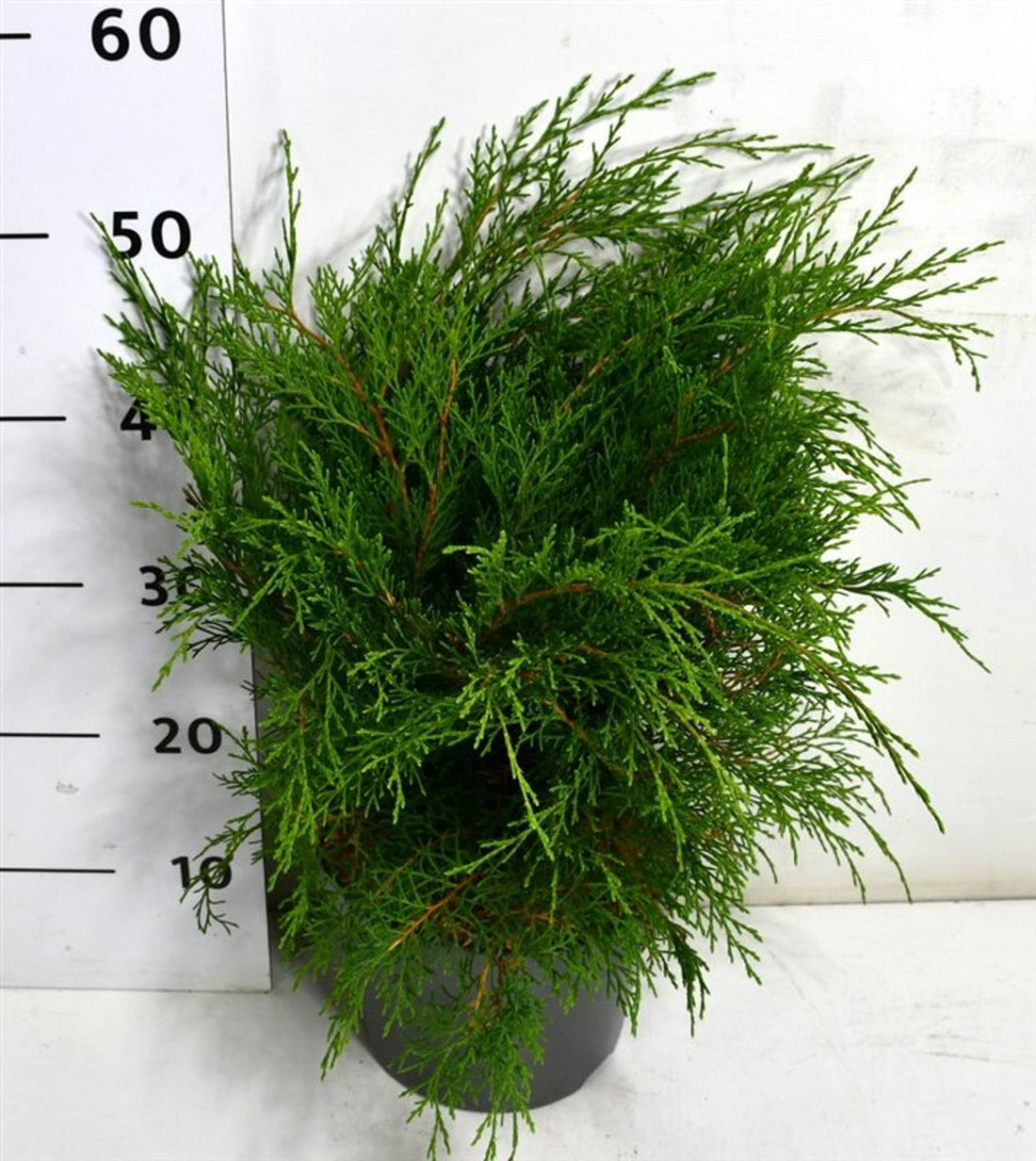 Kryp-en – Microbiota decussata - C5 30-40 cm.