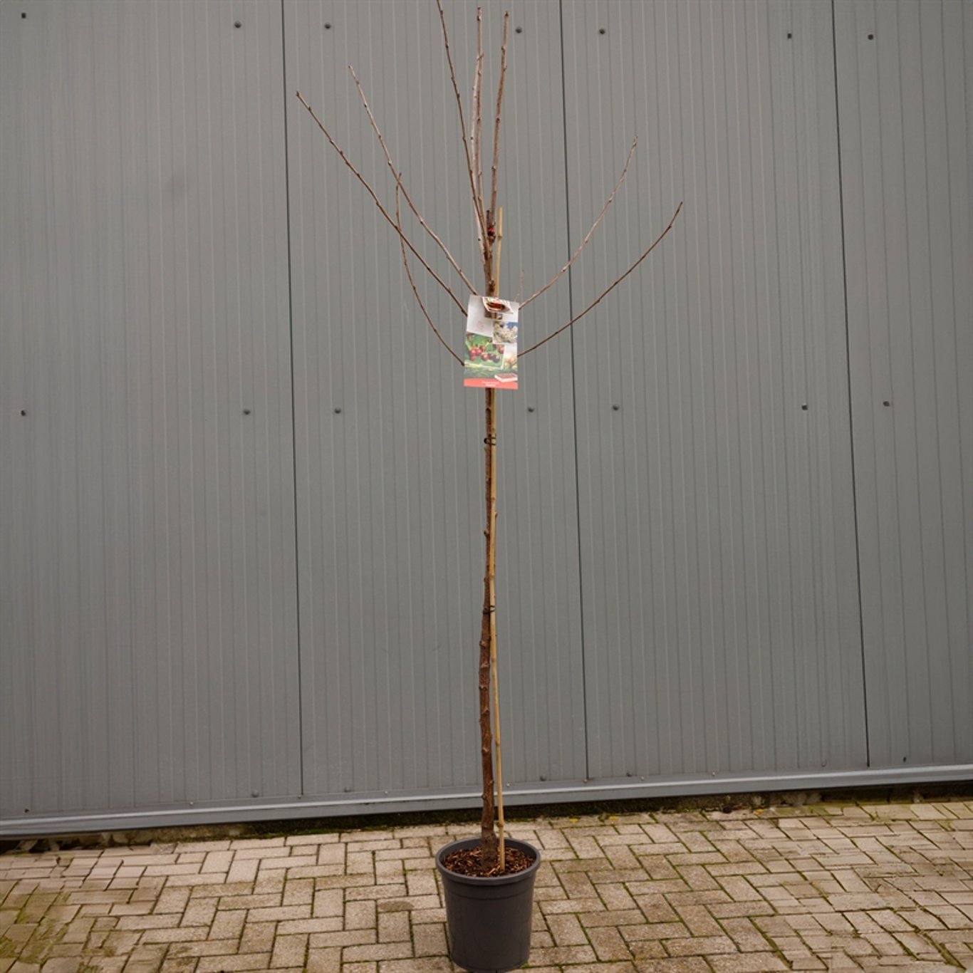 Körsbär – Prunus avium 'Regina' - C12 250-275 CM Hoogstam