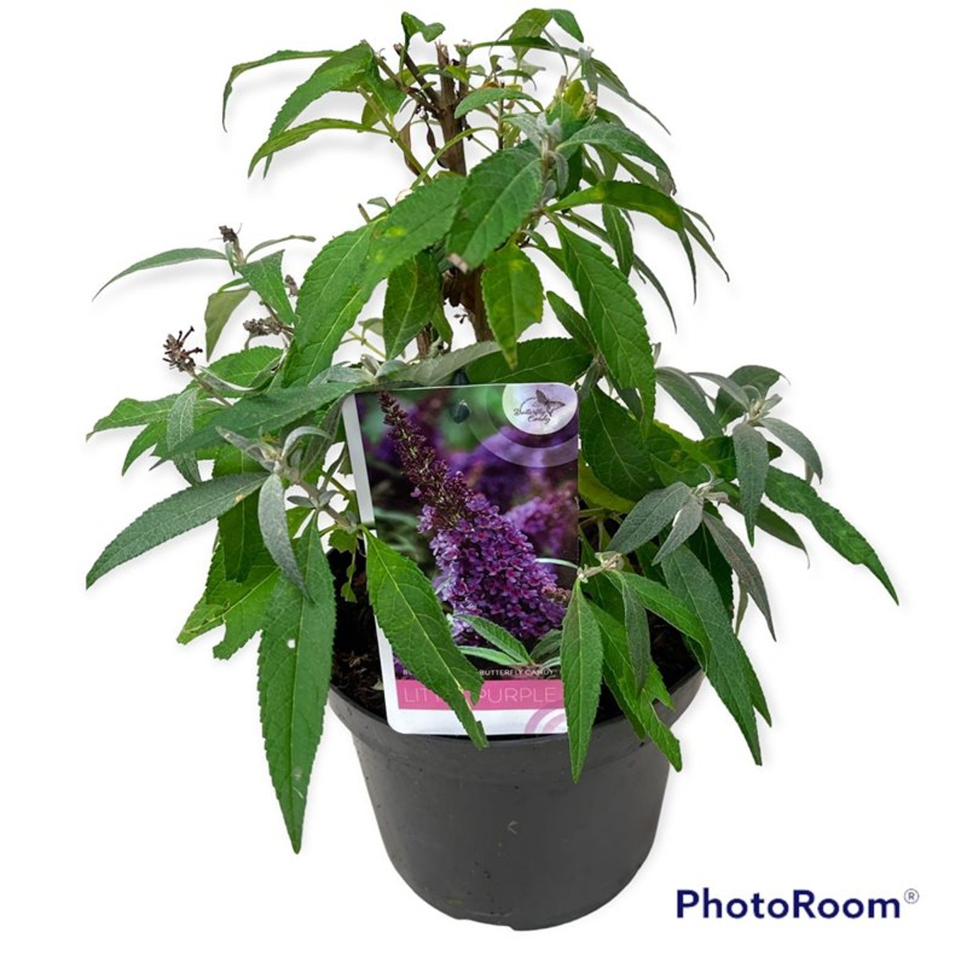 Sommarlilja – Buddleja d. 'B. Candy Little Purple' - C3