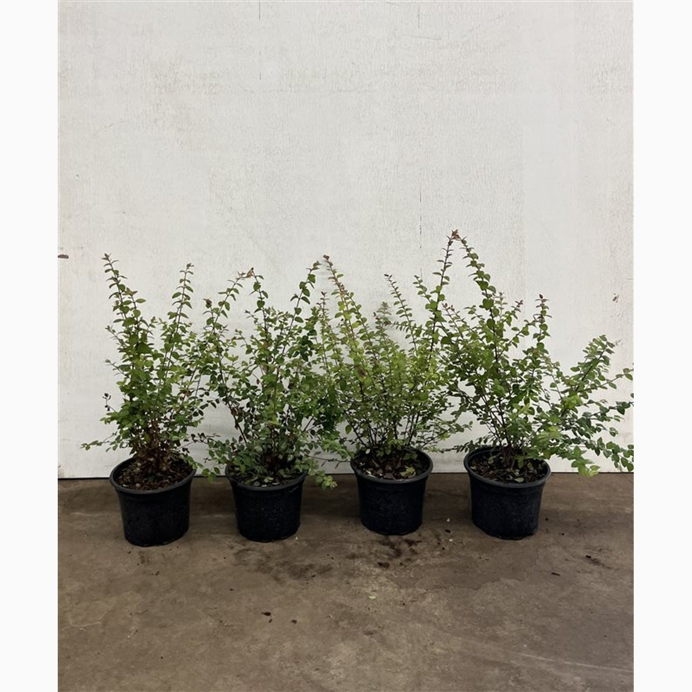 Snöbär – Symphoricarpos chenaultii 'Hancock' - C2 30-40 CM