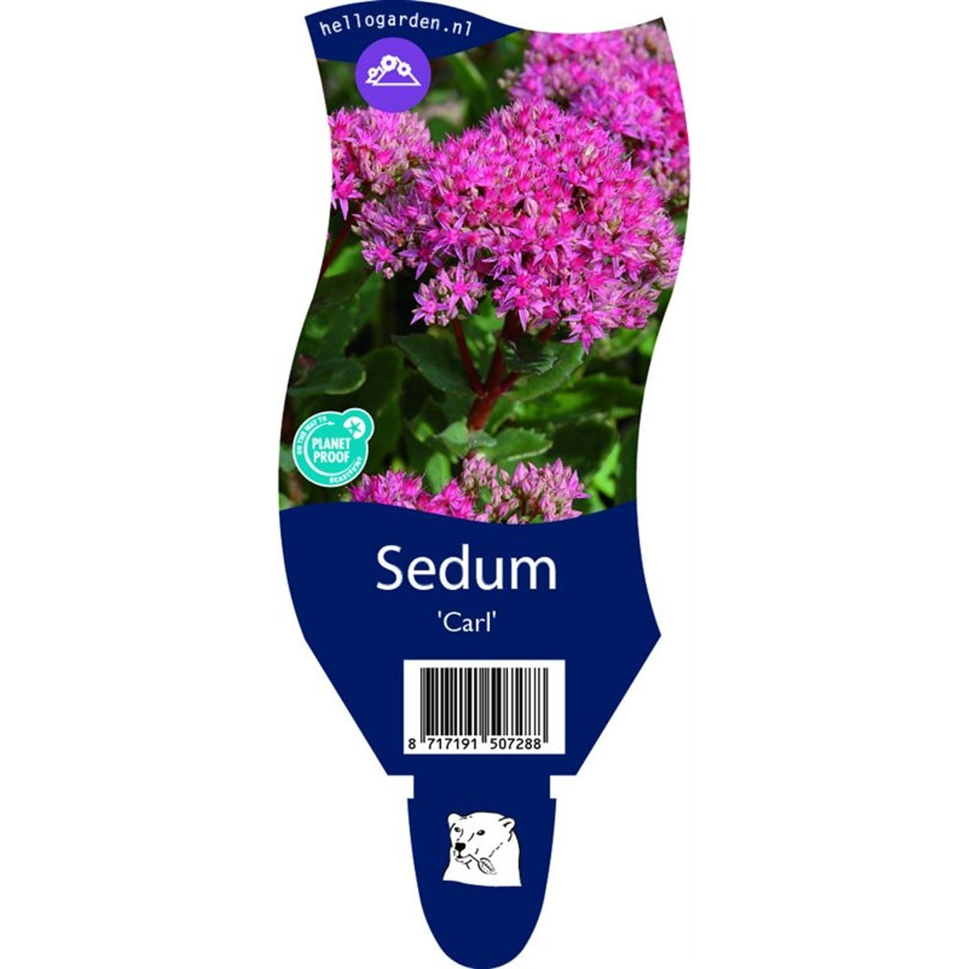 Fetknopp – Sedum 'Carl' - P11