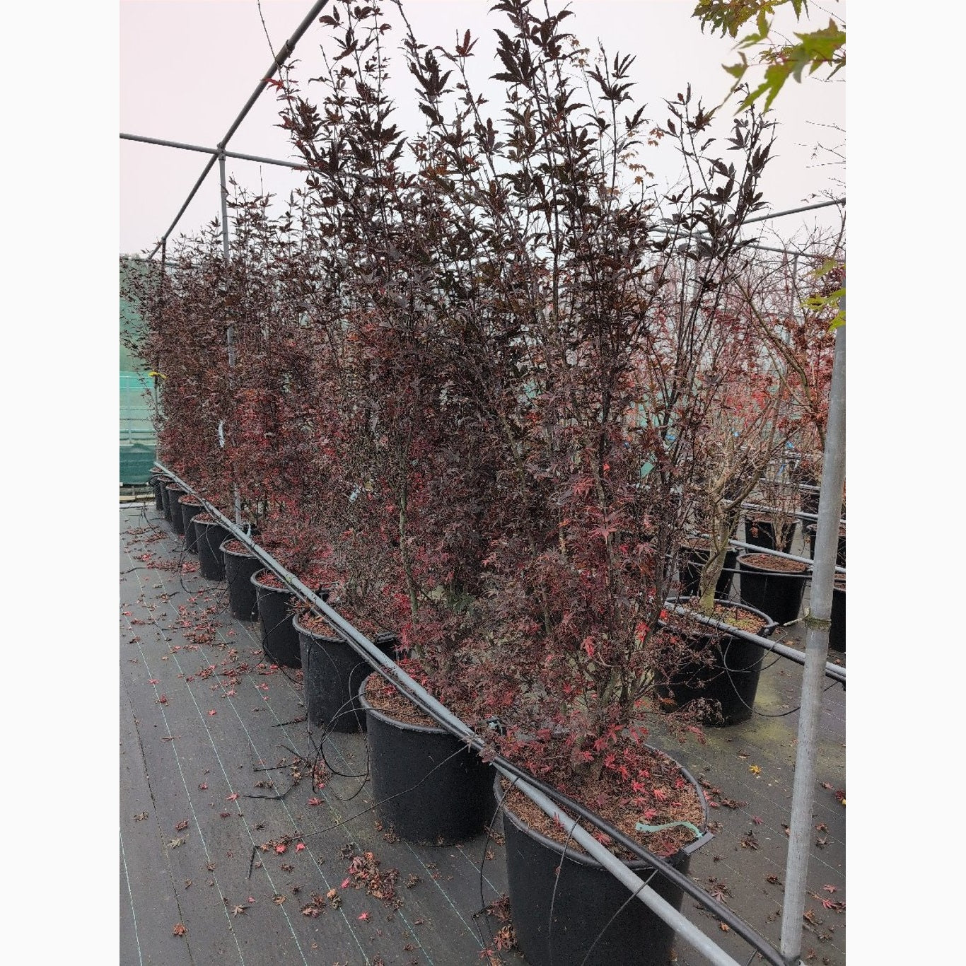 Japansk lönn – Acer pal. 'Skeeter's Broom' - 200-250 CM in Cont.