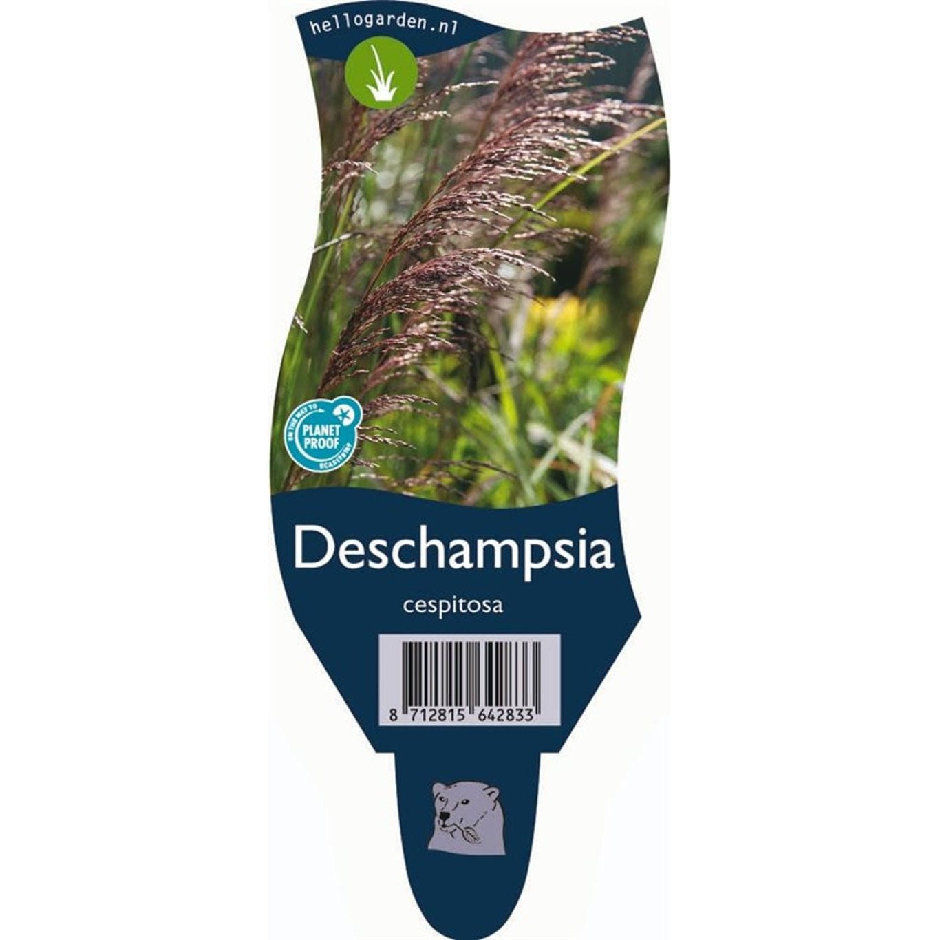 Tuvtåtel – Deschampsia cespitosa - P11