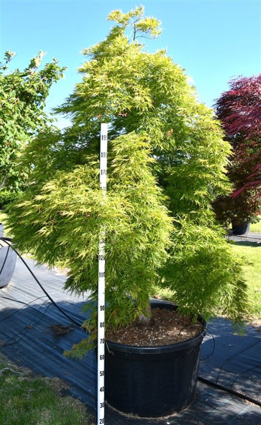 Japansk lönn – Acer palmatum &