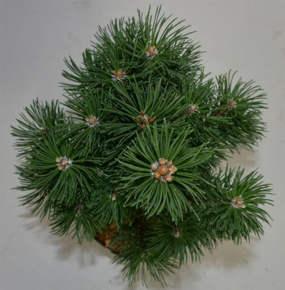 Bergtall – Pinus mugo &