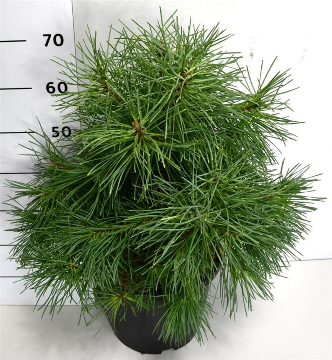 Tall – Pinus sylvestris &