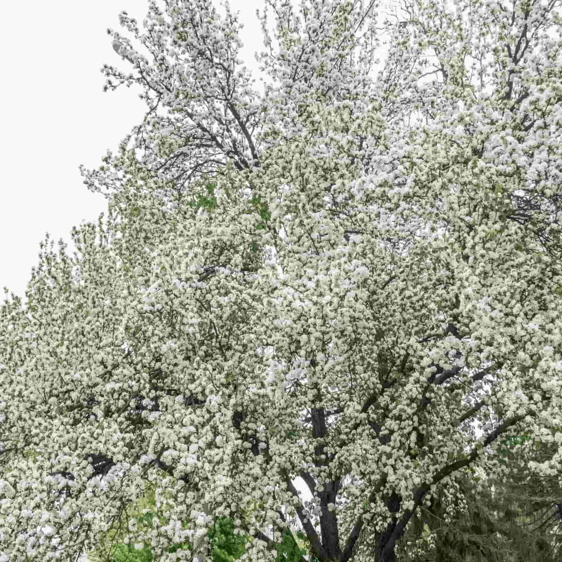Vildapel – Malus sylvestris - 80-100 CM barrot 1/1