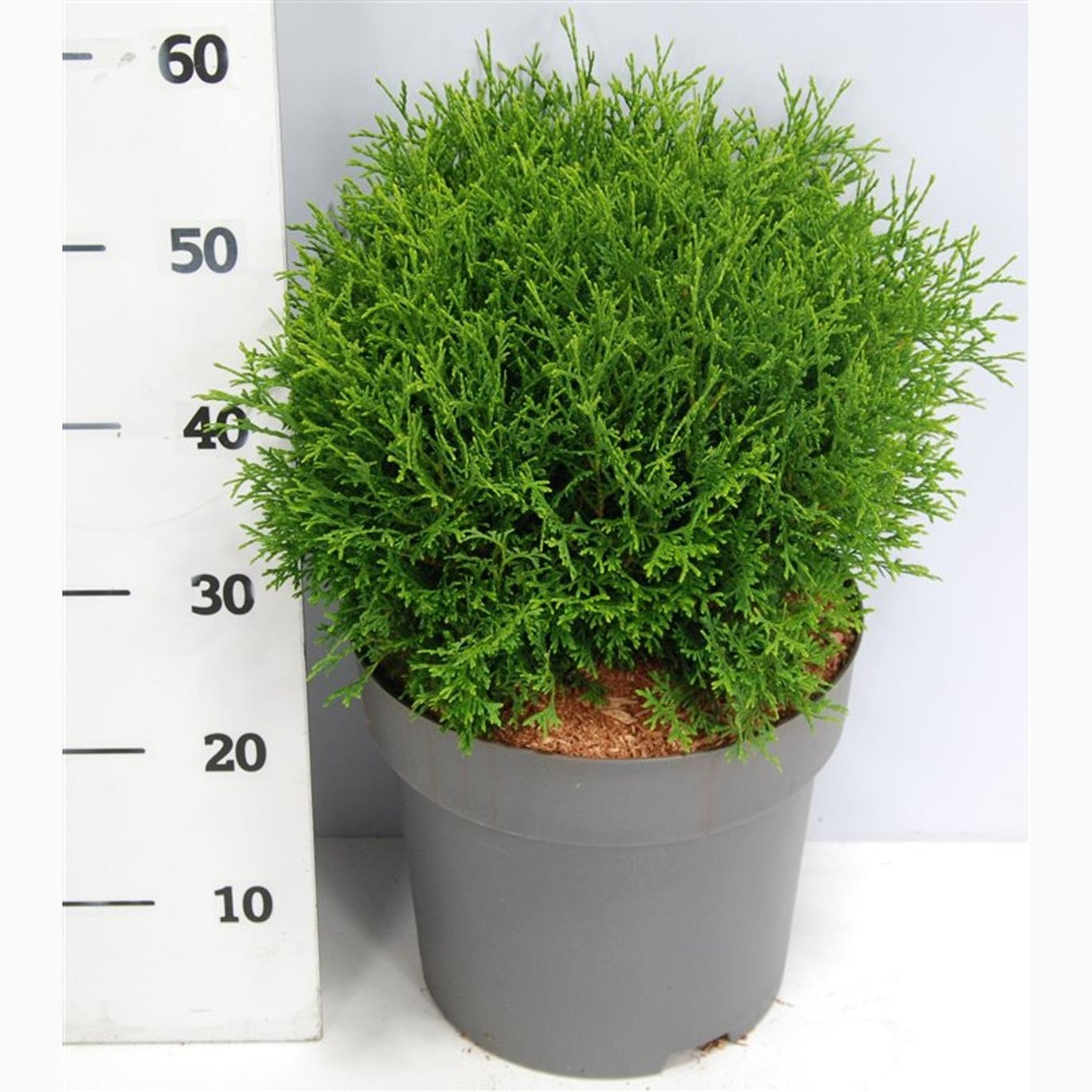 Thuja – Thuja occidentalis 'Tiny Tim' - C12 50-60 CM