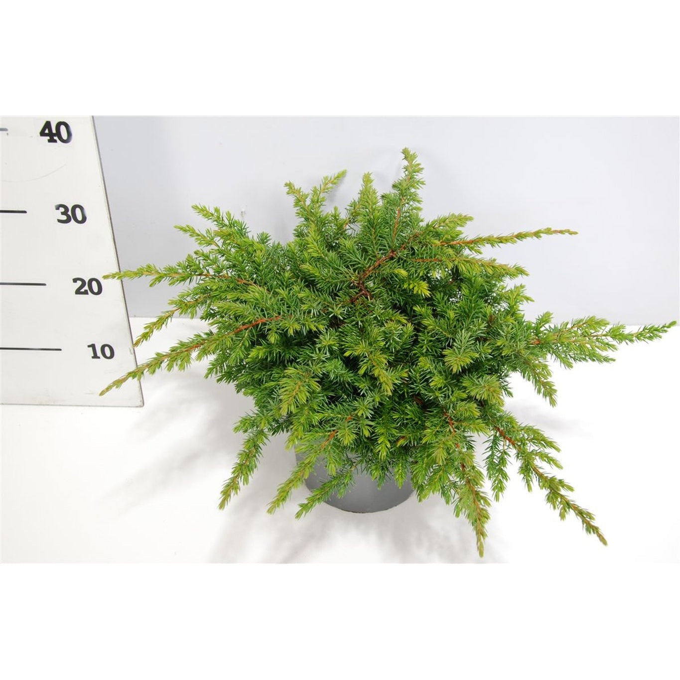 Strand-en – Juniperus conferta 'Schlager' - C5 30-40 cm.