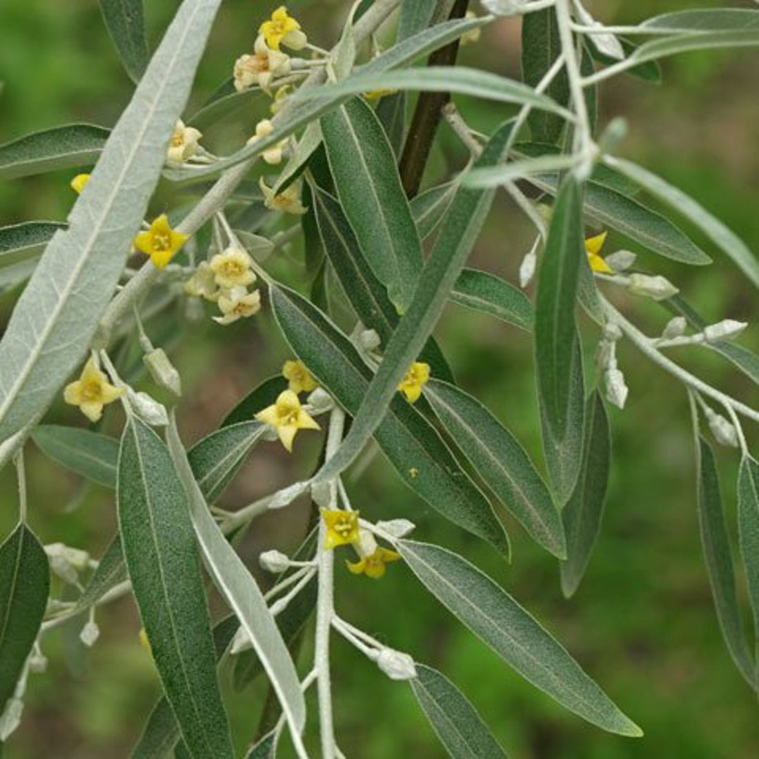 Silverbuske – Elaeagnus angustifolia - 60-100 CM barrot 1/1