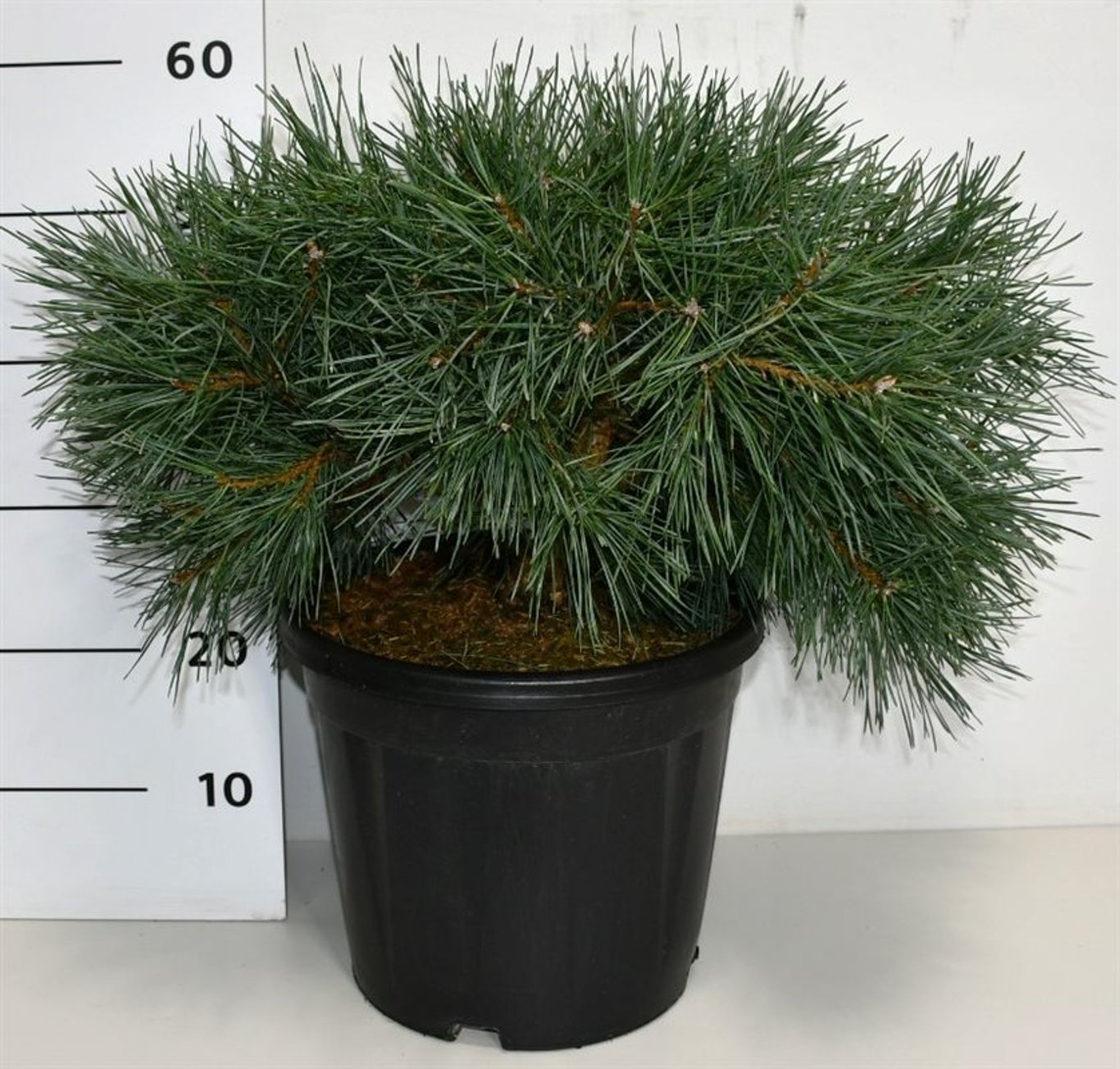 Tall – Pinus sylvestris 'Repens' - C13 40-50 cm.