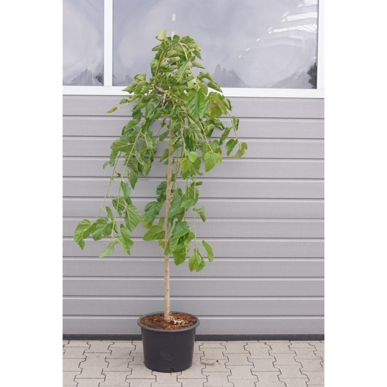 Hängmullbär – Morus alba 'Pendula' - 120 CM Stem C20