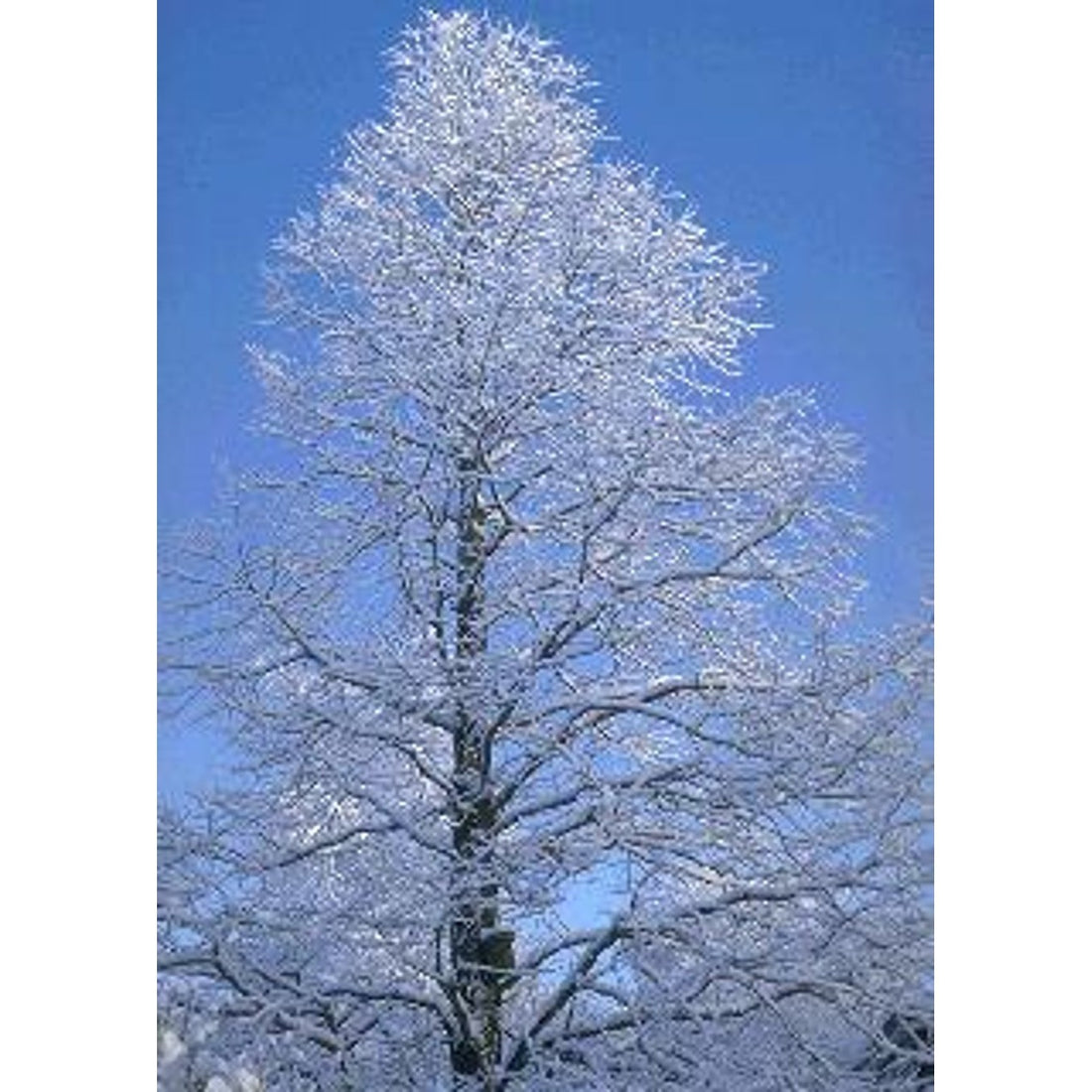 Kinesisk sekvoja – Metasequoia glyptostroboides - 14/16 RB