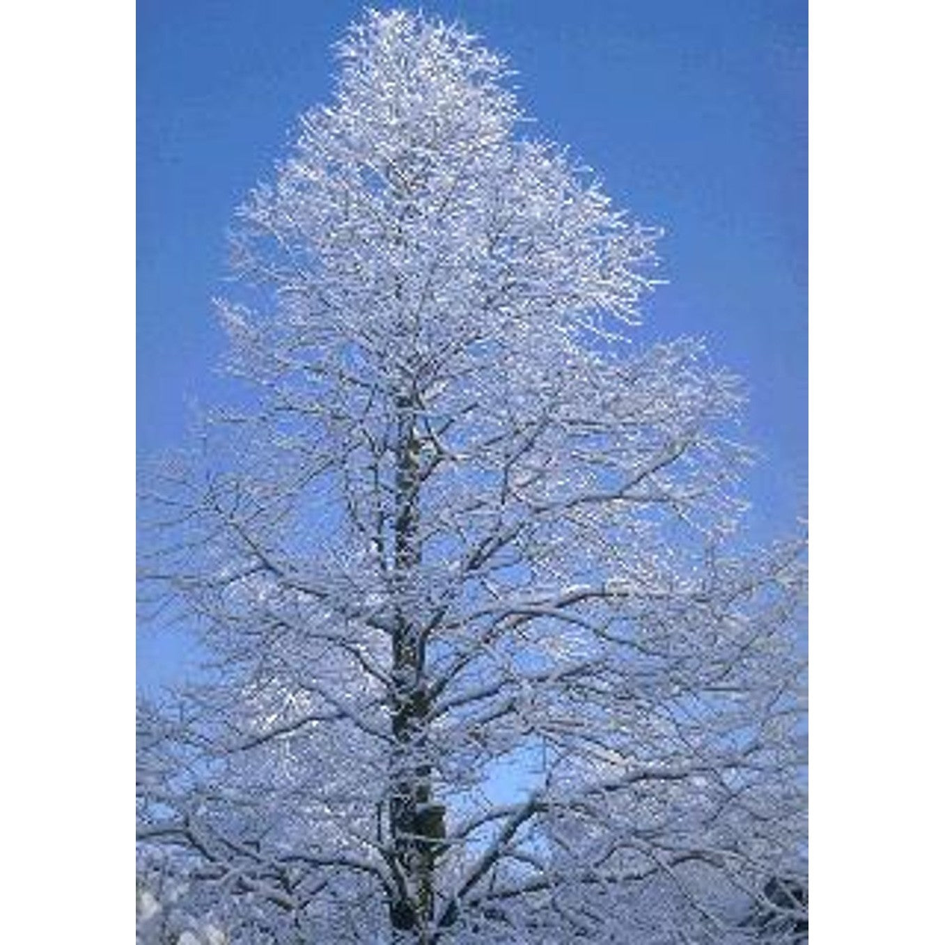 Kinesisk sekvoja – Metasequoia glyptostroboides - 14/16 RB