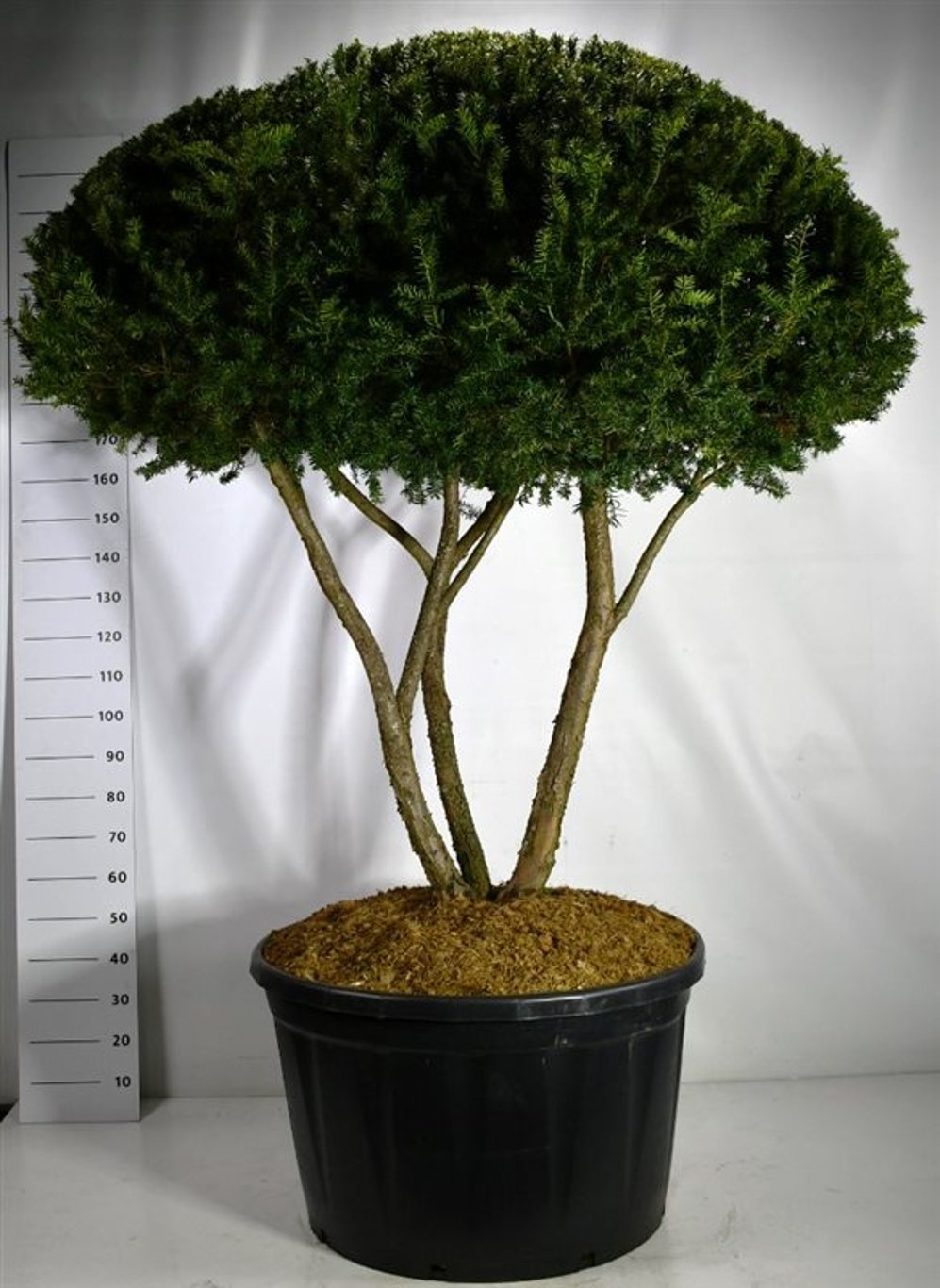 Japansk idegran – Taxus cuspidata - C280 200-225 cm. Meerstammig