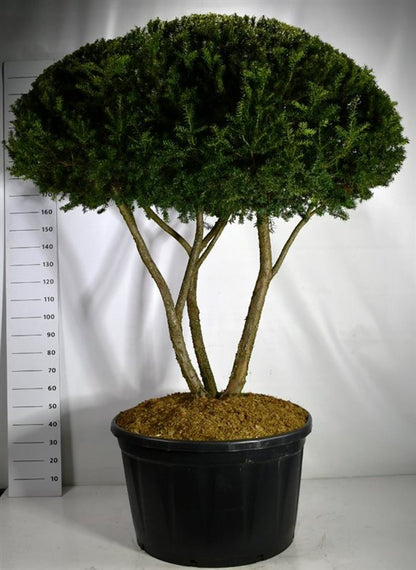 Japansk idegran – Taxus cuspidata - C280 200-225 cm. Meerstammig