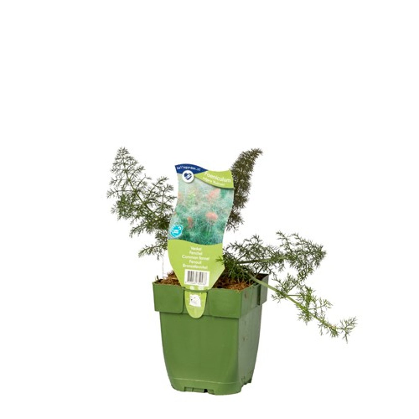 Fänkål – Foeniculum vulgare 'Rubrum' - P11