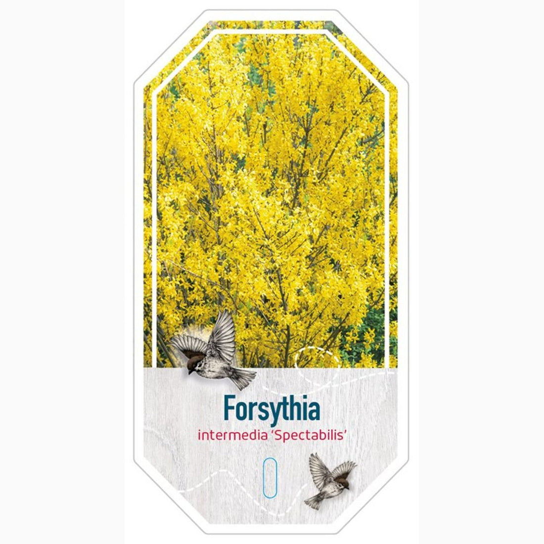 Forsythia – Forsythia intermedia &