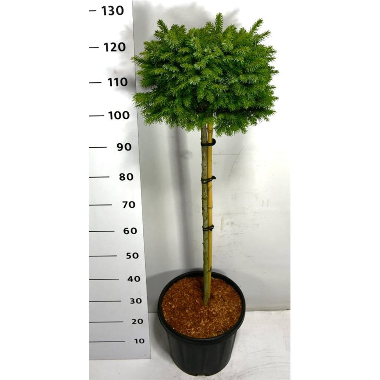 Serbgran – Picea omorika 'Nana' - C18 80 cm. Stam