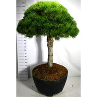 Svarttall – Pinus nigra 'Nigra' - C 450 Decopot 70 cm. Stam