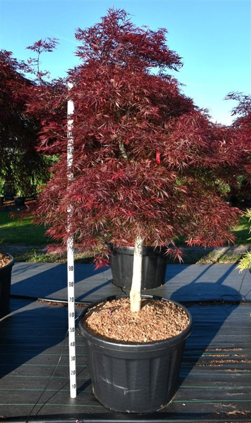 Japansk lönn – Acer palmatum &