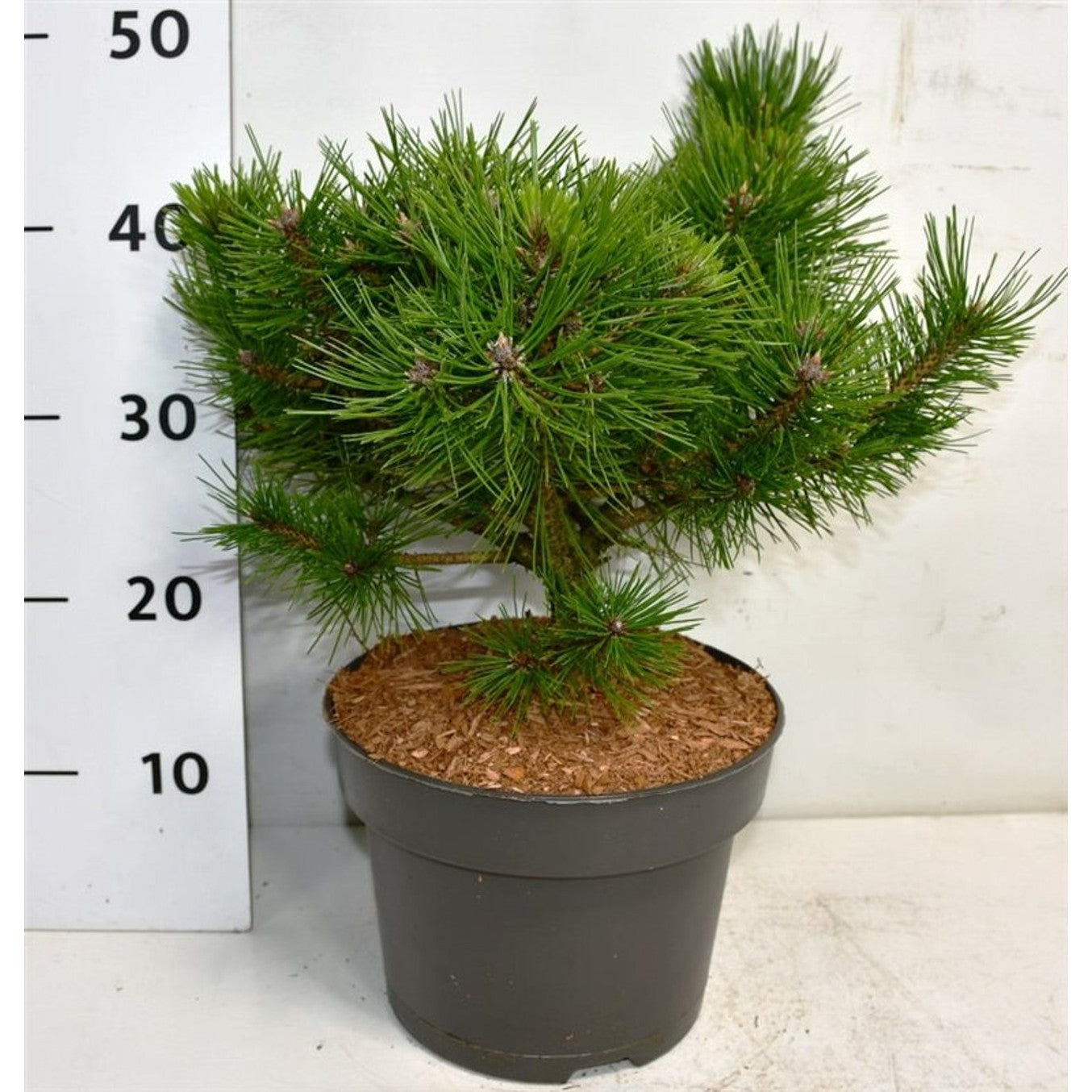 Svarttall – Pinus densiflora 'Low Glow' - C5 30-40 cm.