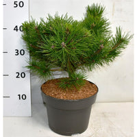 Svarttall – Pinus densiflora 'Low Glow' - C5 30-40 cm.