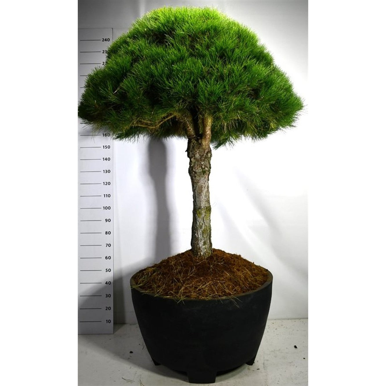 Svarttall – Pinus nigra 'Nigra' - C 450 Decopot 70 cm. Stam