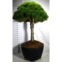 Svarttall – Pinus nigra 'Nigra' - C 450 Decopot 70 cm. Stam