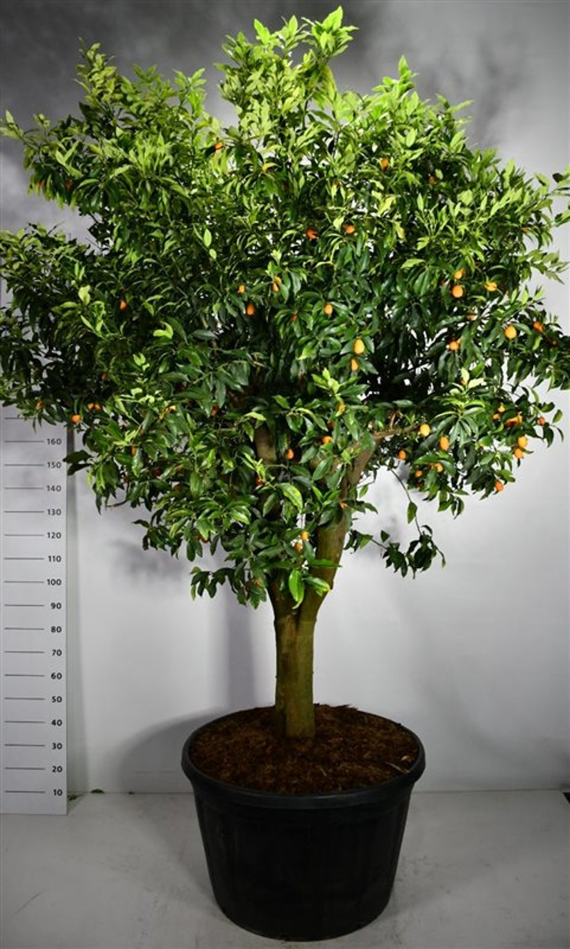 Mandarin – Citrus nobilis - C230 70 cm. Stam