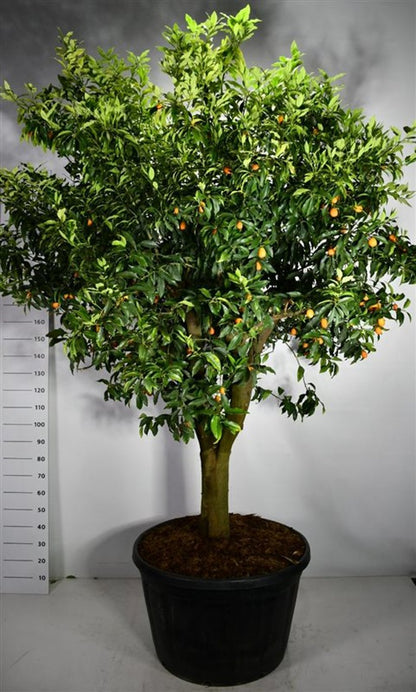 Mandarin – Citrus nobilis - C230 70 cm. Stam