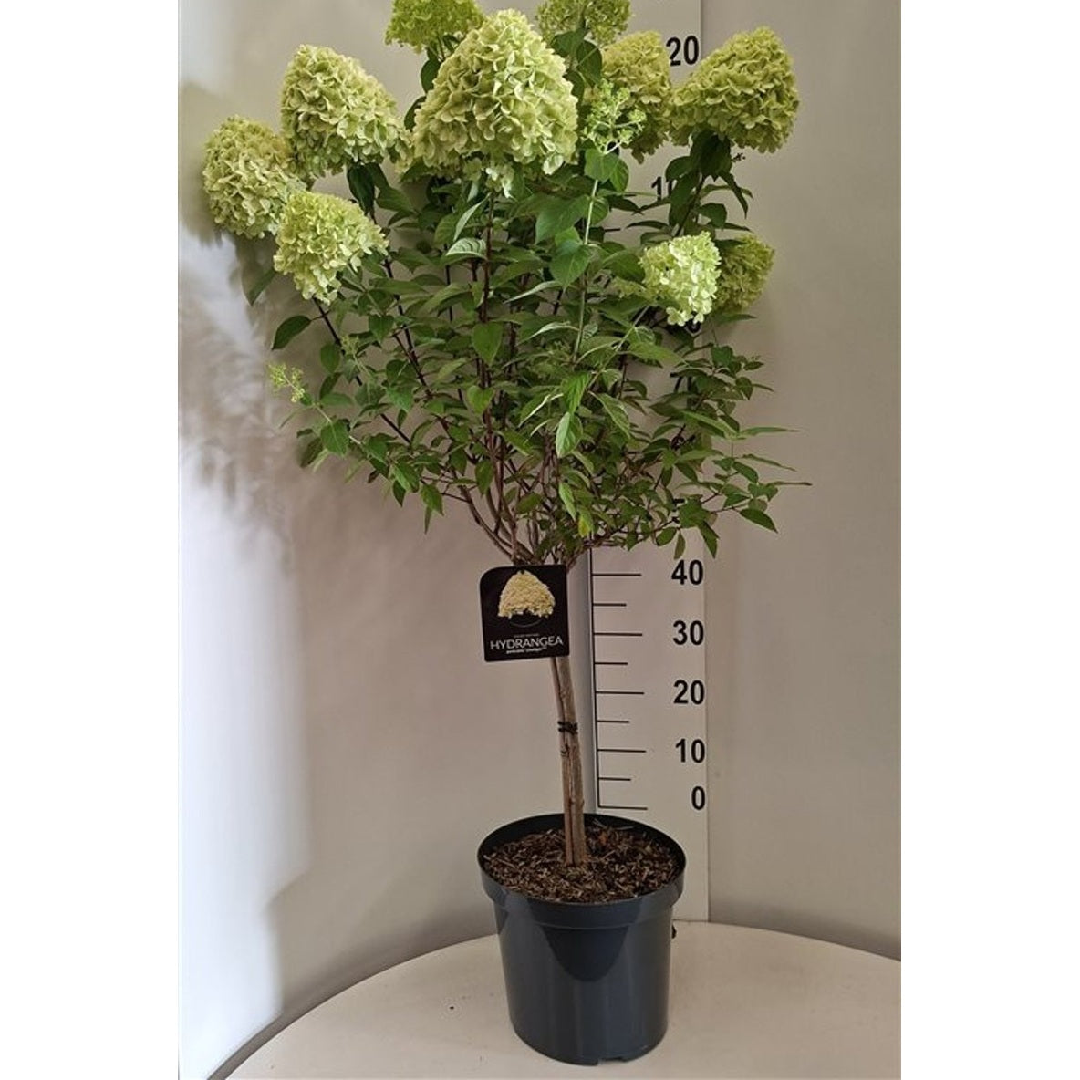 Syrenhortensia – Hydrangea paniculata 'Limelight' - 60 CM Stem C10