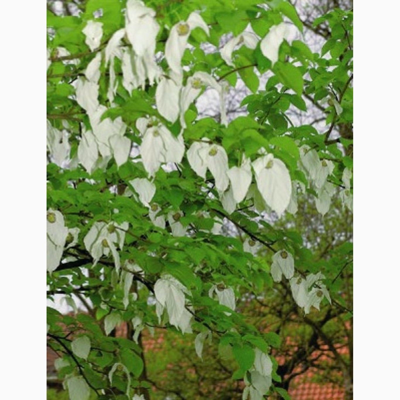 Duvträd – Davidia involucrata - C12 200-250 CM
