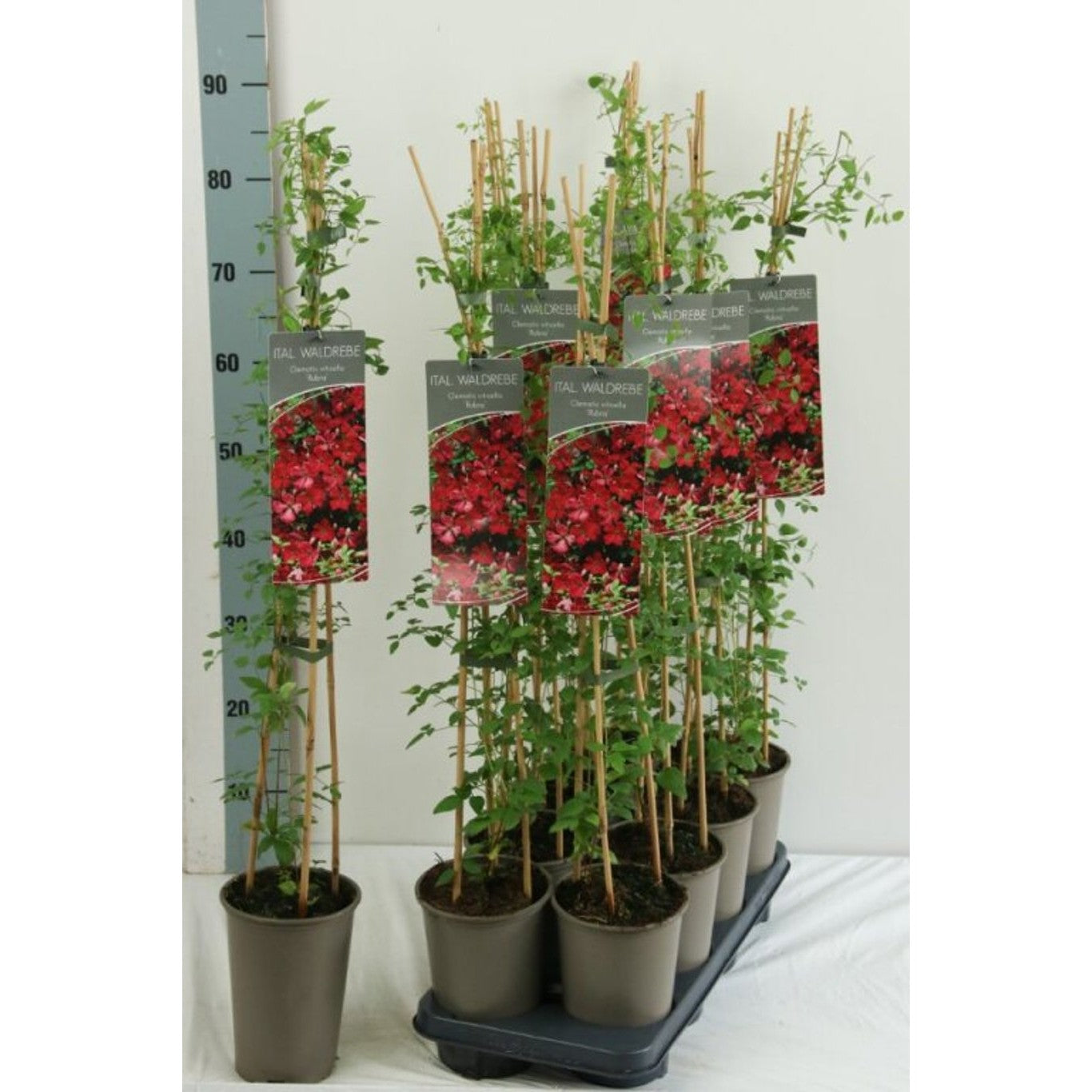 Klematis – Clematis 'Rubra' - C2 60-80 CM Stick