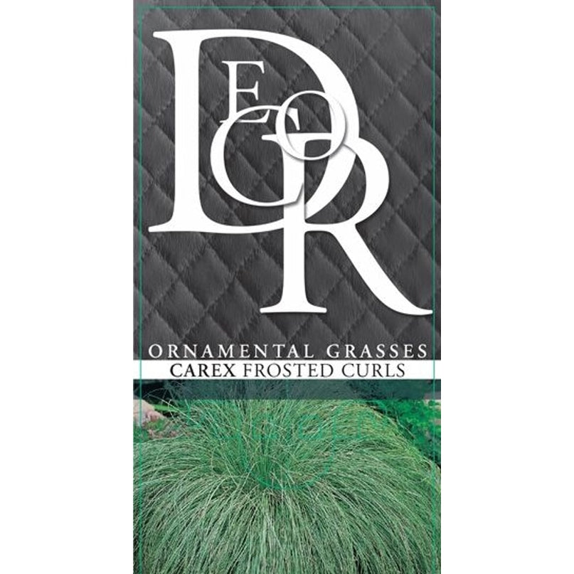 Starr – Carex comans 'Frosted Curls' - C1