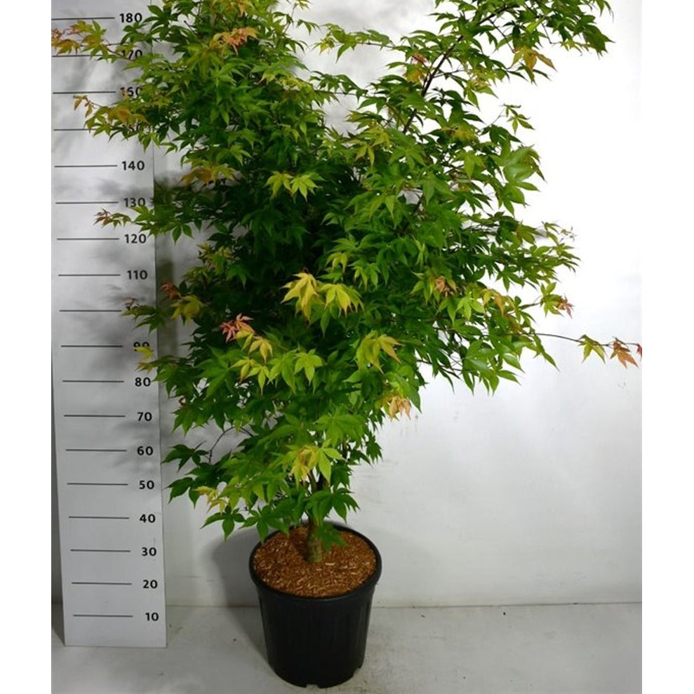 Japansk lönn – Acer palmatum 'Osakazuki' - C25 150-175 cm.