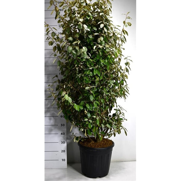 Silverolvon – Elaeagnus ebbingei &