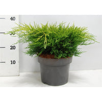 Pfitzer-en – Juniperus pfitzeriana 'Old Gold' - C5 30-40 cm.