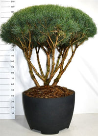 Tall – Pinus sylvestris 'Watereri' - C200 Decopot 100-125 cm. Parasol
