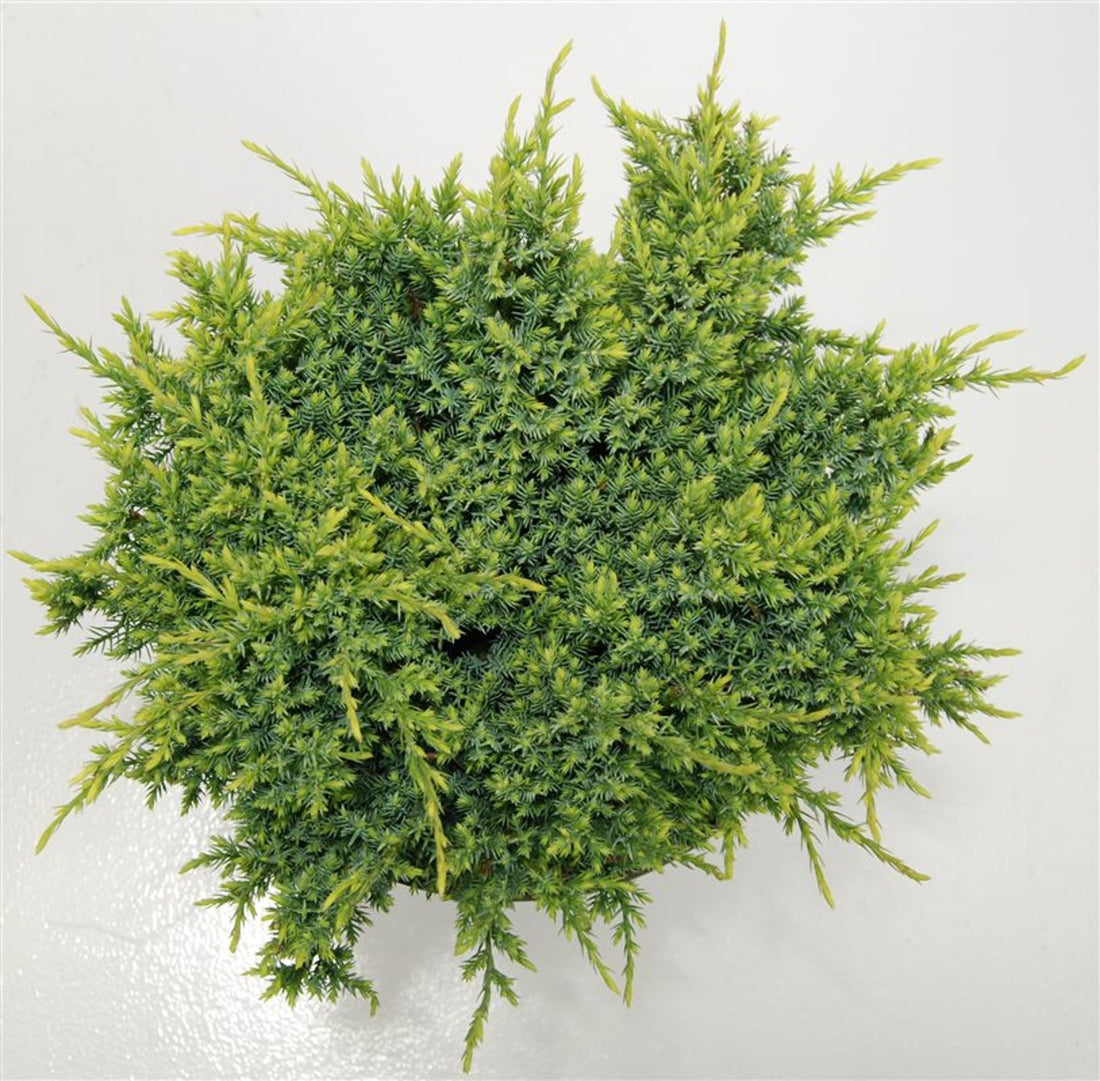 Himalaya-en – Juniperus squamata &