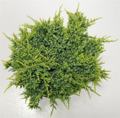 Himalaya-en – Juniperus squamata &