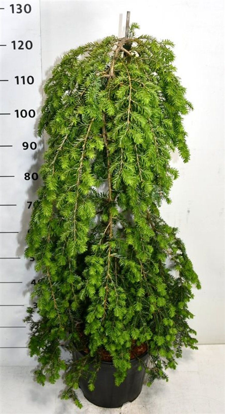 Hemlock – Tsuga canadensis &