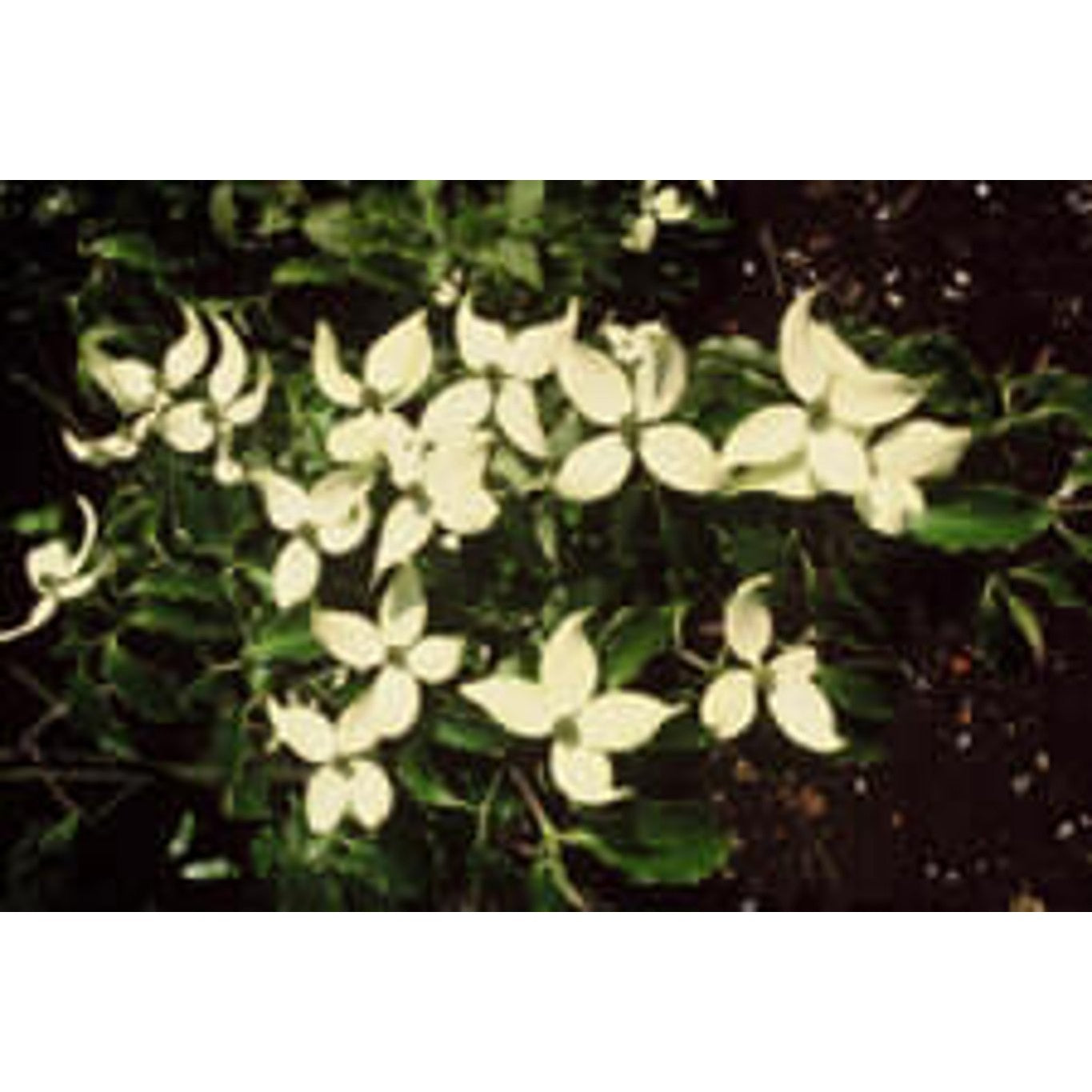 Japansk blomsterkornell – Cornus kousa chinensis - C70 10/12 HO/ST