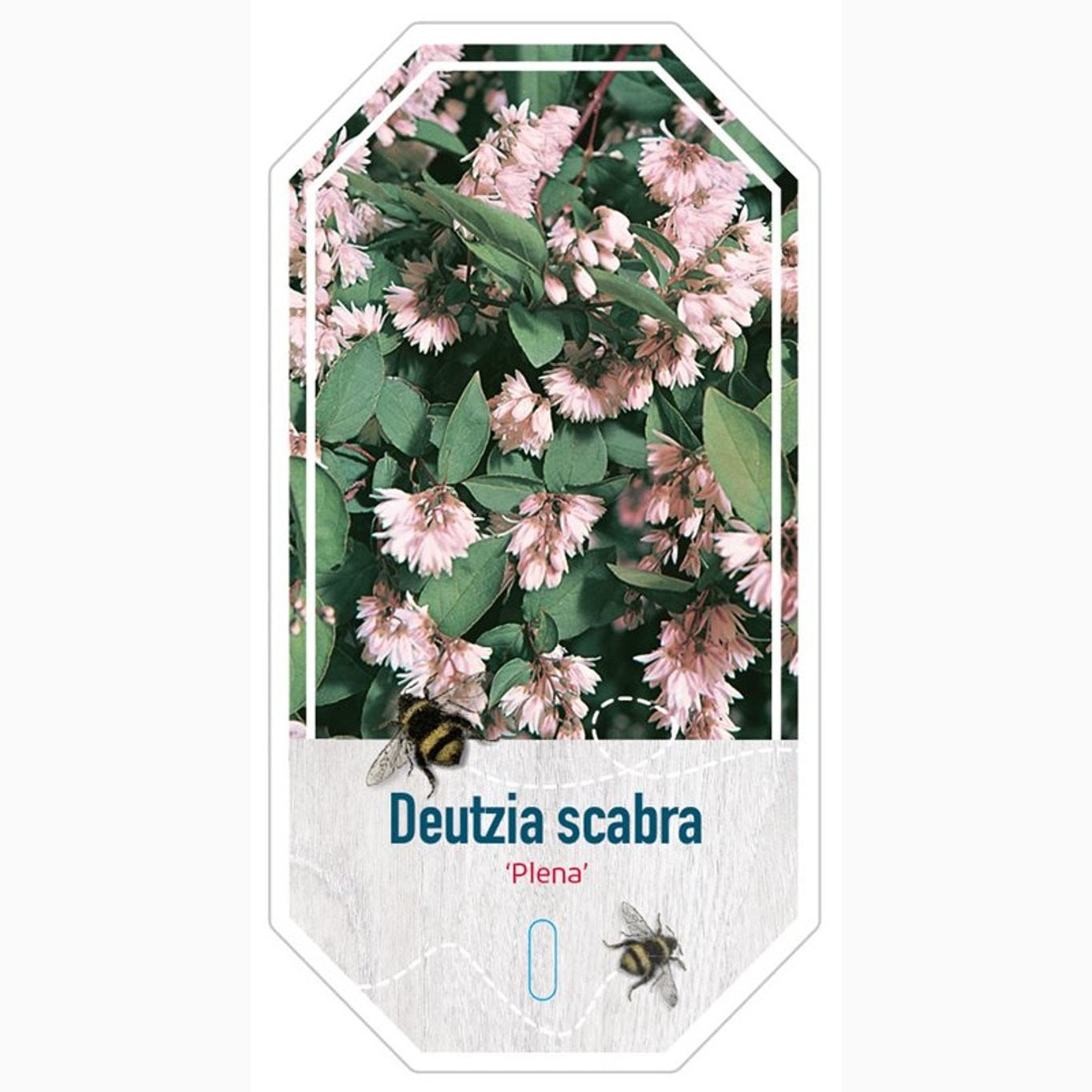 Slånspirea – Deutzia scabra 'Plena' - C3 30-40 CM