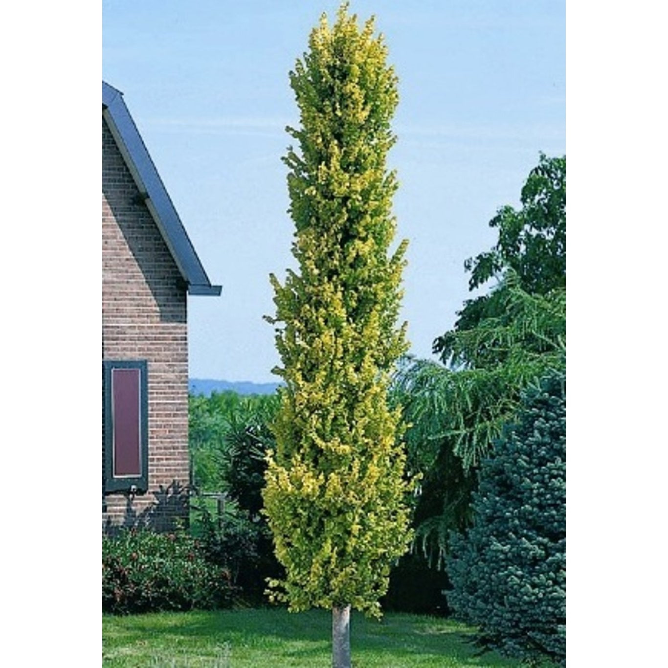 Holländsk alm – Ulmus hollandica 'Wredei' - 120 CM Stem C10