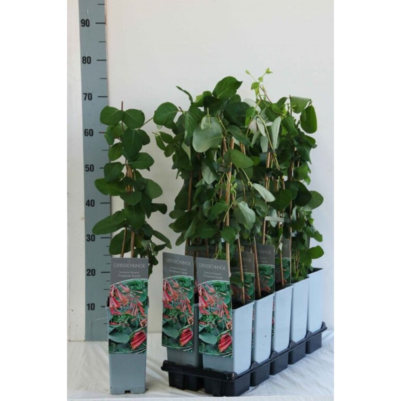 Kaprifol – Lonicera brownii 'Dropmore Scarlet' - C2 50-60 CM 3 Stick