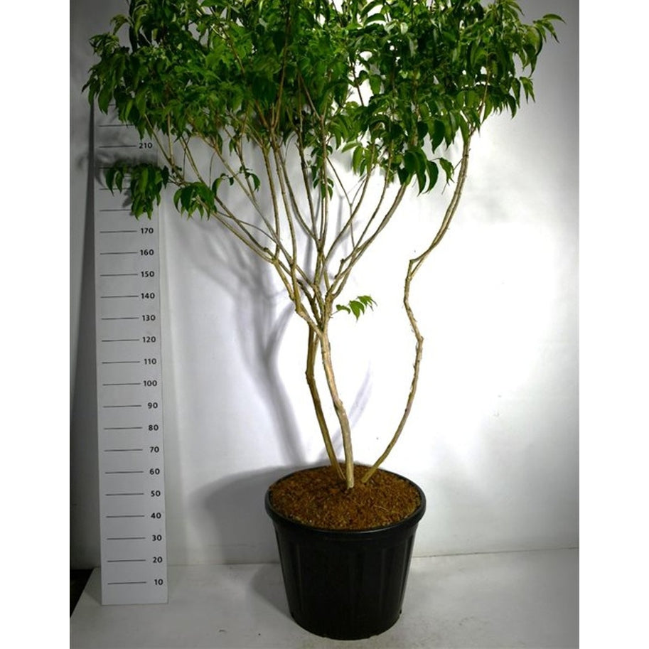 Sjudblomsträd – Heptacodium miconioides - C130 200-225 cm. Meerstammig