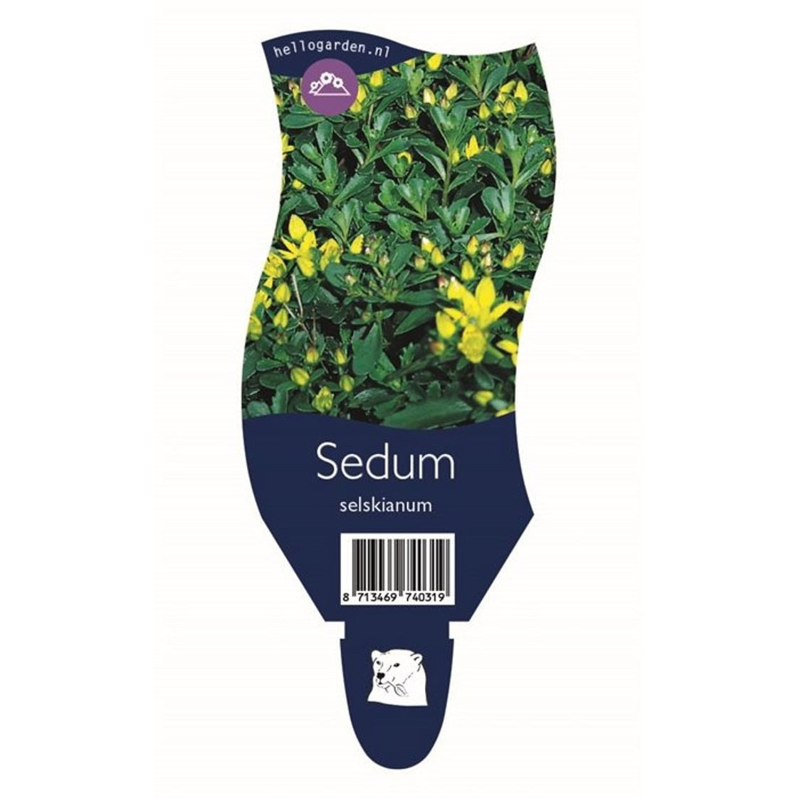 Mammutträd – Sequoiadendron giganteum 'Greenpeace' - P11